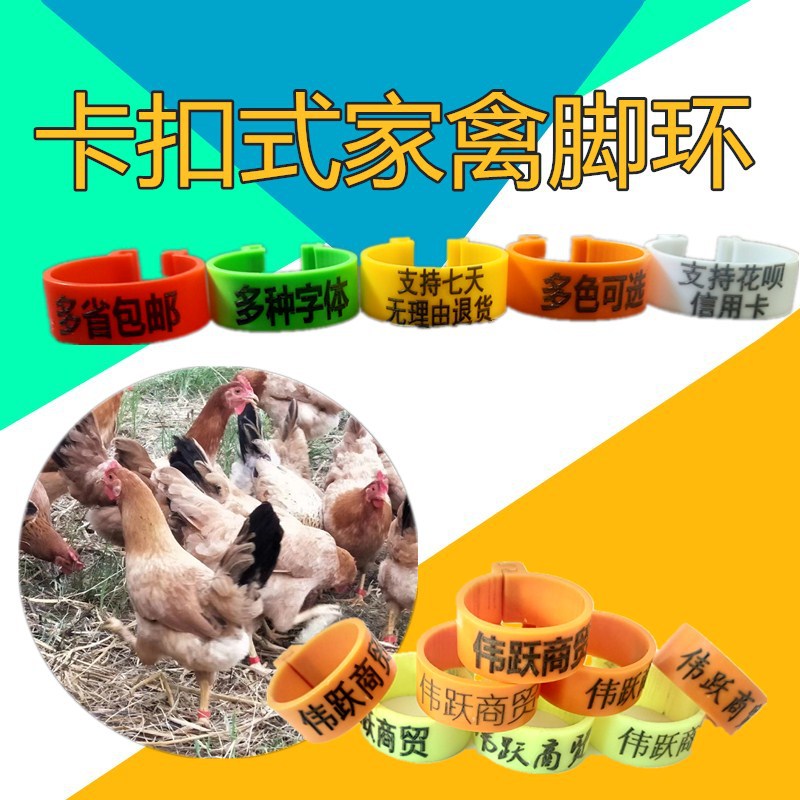 家禽养殖中的利器 记号环与脚环的应用与优势