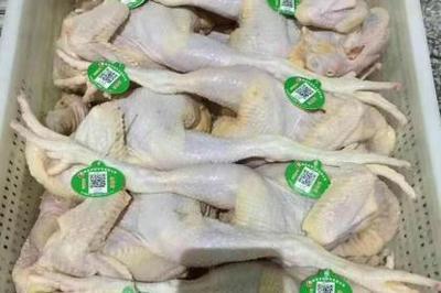 家禽 种类、营养与养殖概述