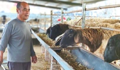 聊城家禽养殖 因地制宜，探索多元致富路