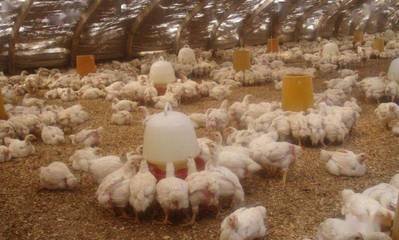 冬季养鸡注意七查，科学管理保健康