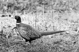 携手共赢 诚邀百万资金注入家禽养殖合作社，共创绿色养殖新篇章