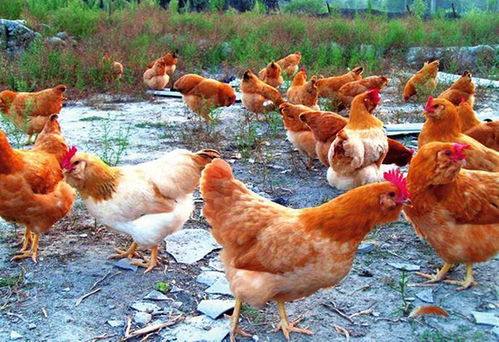 咸鸭蛋的独到之处 为何它能在蛋类腌制中脱颖而出