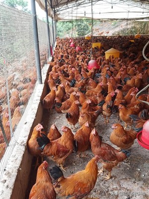 实用指南 部分发酵饲料如何帮助家禽养殖业扭亏为盈