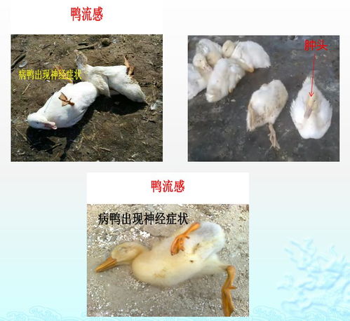中兽药配方在提升家禽养殖质量与病毒病防治中的应用