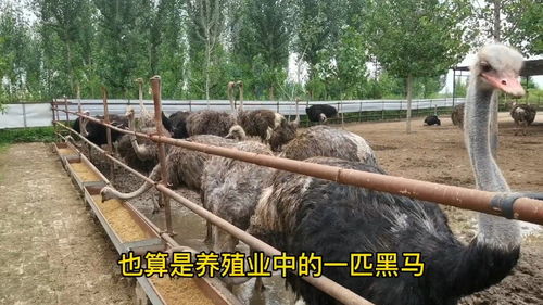 鸵鸟养殖 家禽业的新黑马，新手能否驾驭？