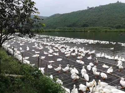 鸭价相对稳定，2019年农村养殖鸭子前景怎么样？赚钱吗？