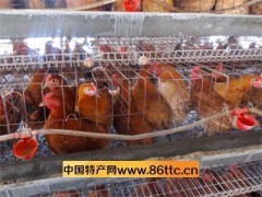 土鸡苗孵化——家禽养殖的技术与市场前景