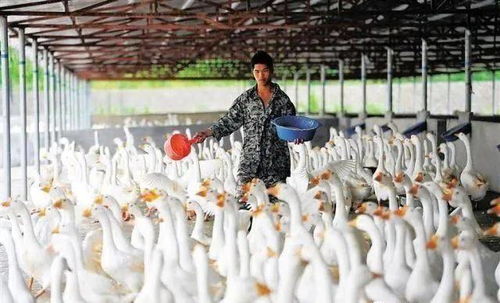 农村养殖致富新方向 这三种家禽养殖前景广阔