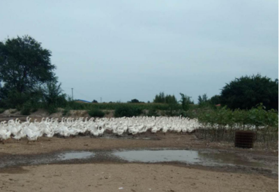 张红丽杨占山 家门口创业挣钱顾家两不误的家禽养殖之路