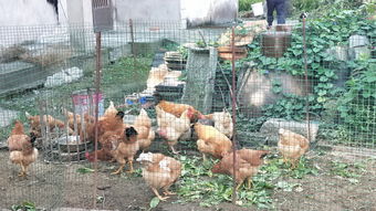 放养模式下的家禽养殖 全面解析喂养与管理策略