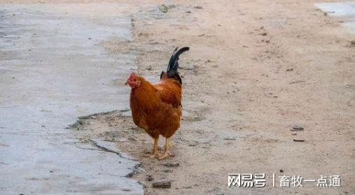 鸡养殖风险识别与多元化产品方案设计