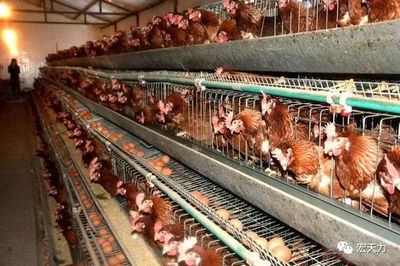 蛋鸡养殖的日常管理要点